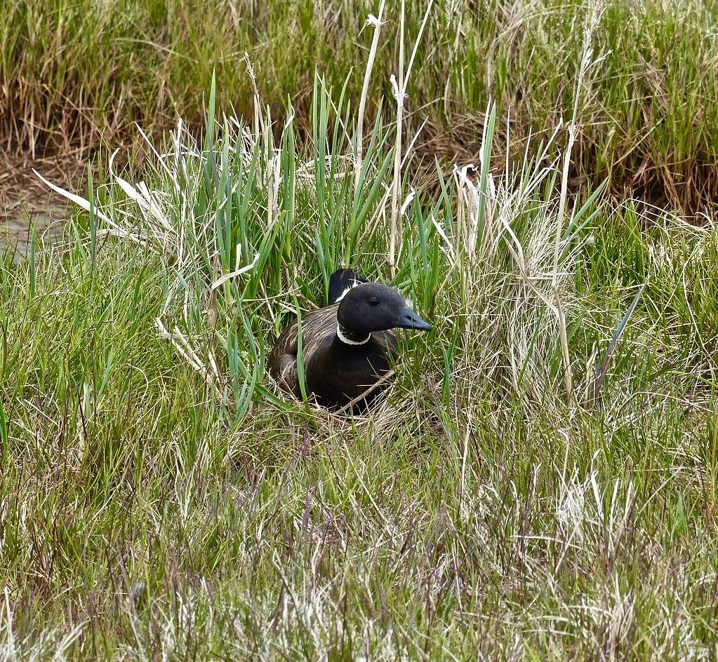 Brant on nest by Christine Sowl/USFWSAlaska is licensed under CC BY-NC-ND 2.0